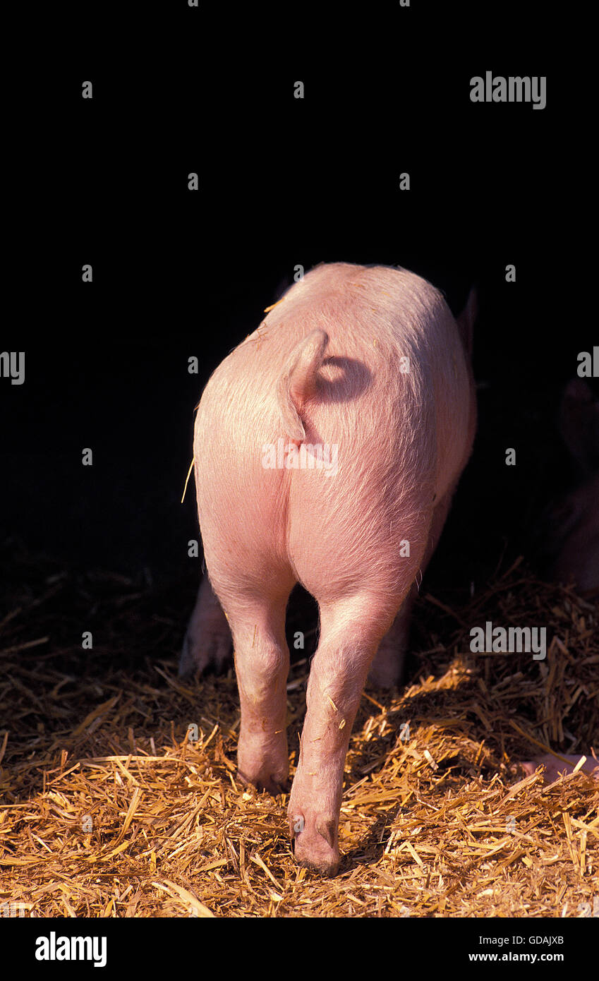 GROßEN WEIßEN SCHWEIN, PIGGLET ZEIGT BUM Stockfoto