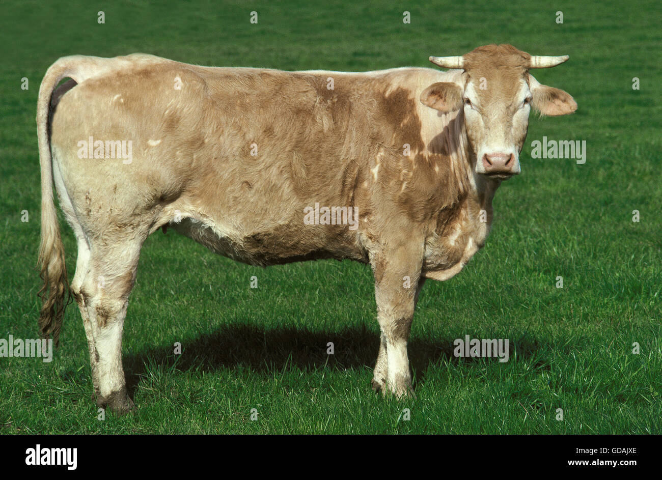 BLONDE D ' AQUITAINE, EINE FRANZÖSISCHE RASSE Stockfoto