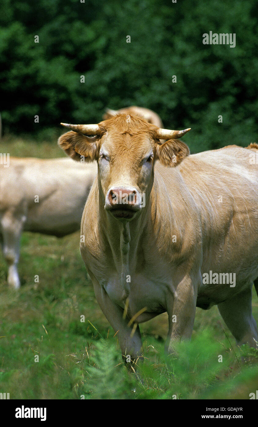 FRANZÖSISCHEN RINDER GENANNT BLONDE D ' AQUITAINE Stockfoto