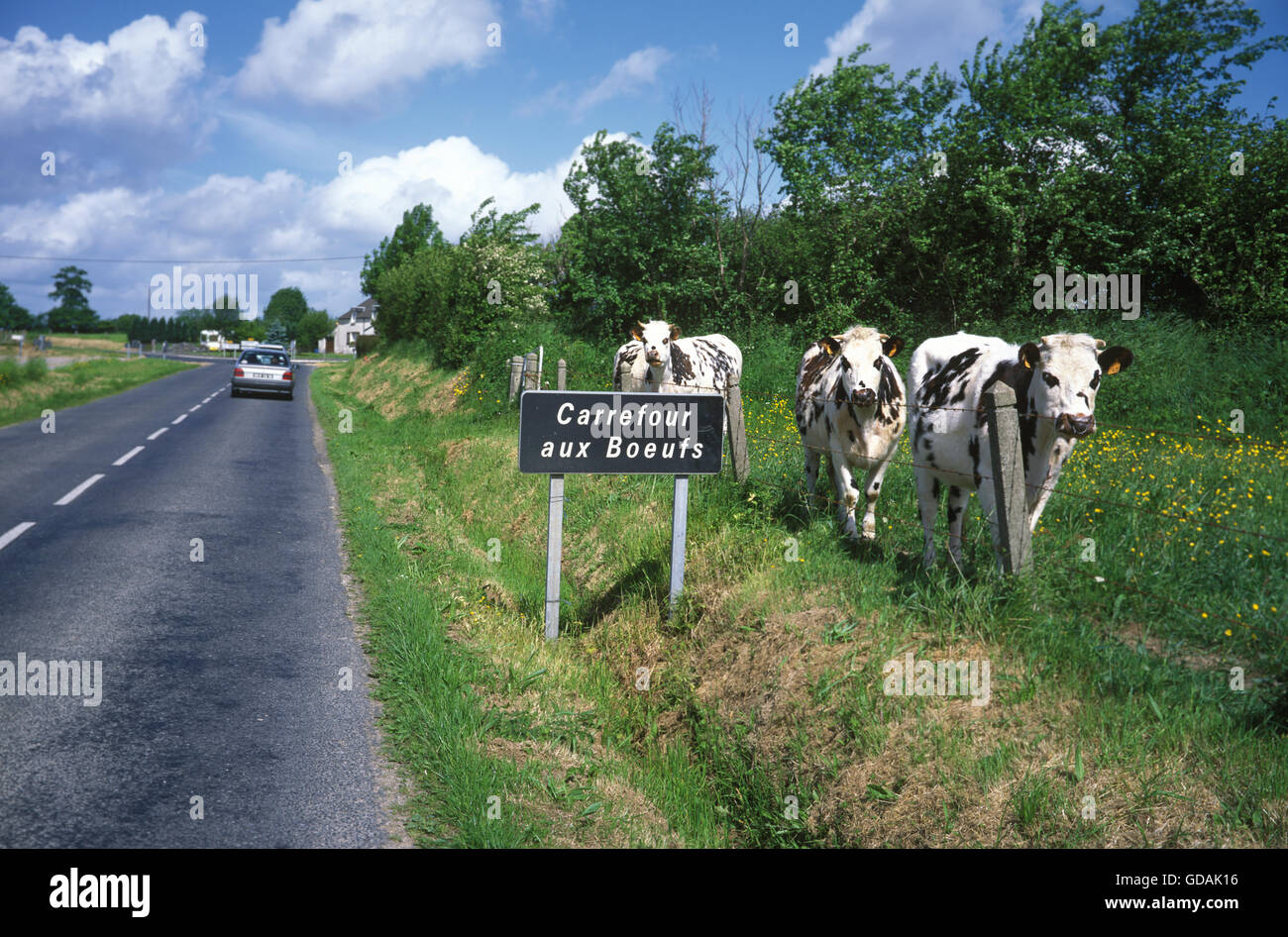 Normandie-Kuh, Hausrinder in der Nähe von Straße, Normandie Stockfoto