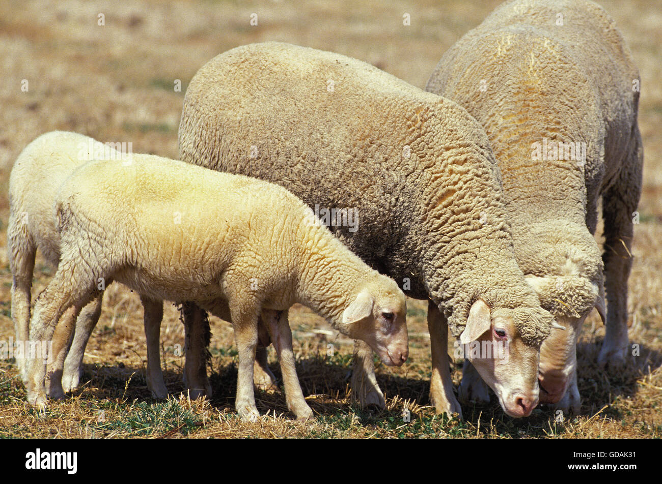 Württemberg Schafe, Rasse aus Deutschland Stockfoto