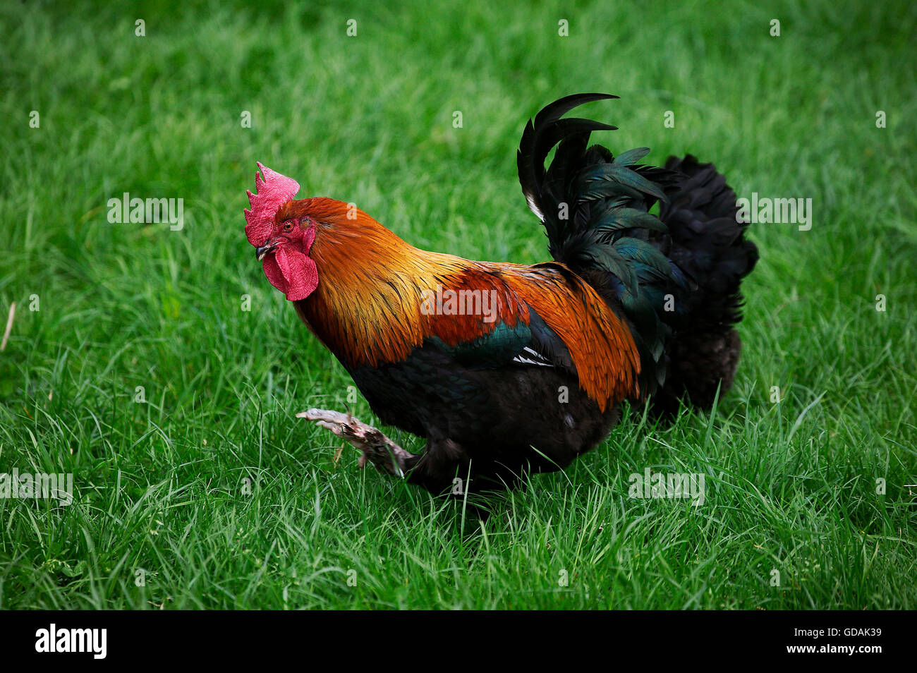 Braun rot Marans Haushuhn, eine französische Rasse, Hahn stehend auf dem Rasen Stockfoto