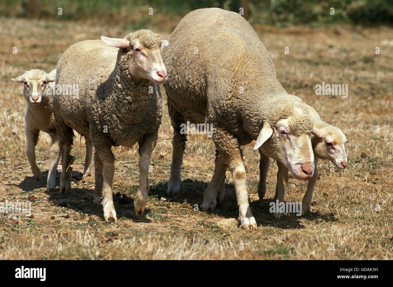 Württemberg Schafe, Rasse aus Deutschland, Herde Stockfoto