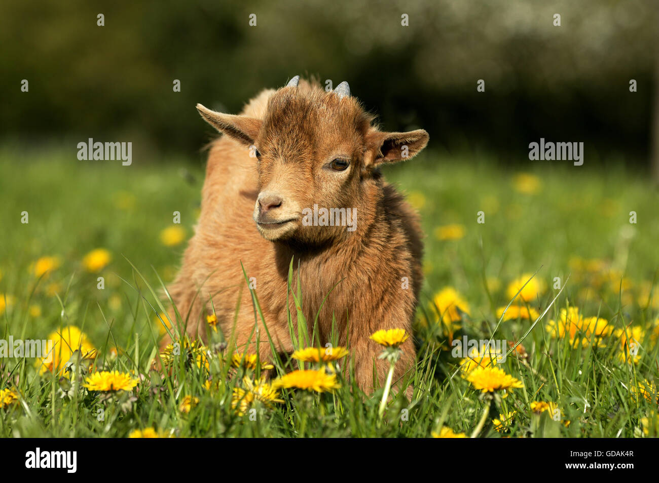 PYGMY Ziege oder Zwerg Ziege Capra Hircus, 3 Monate altes BABY mit Blumen Stockfoto