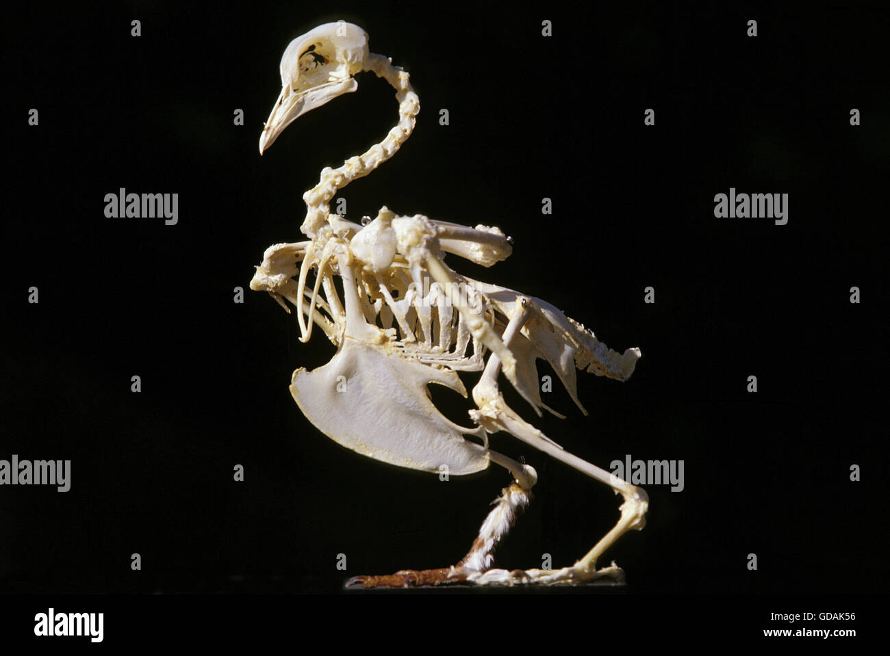 Brieftaube, Skelett eines Erwachsenen auf schwarzem Hintergrund Stockfoto