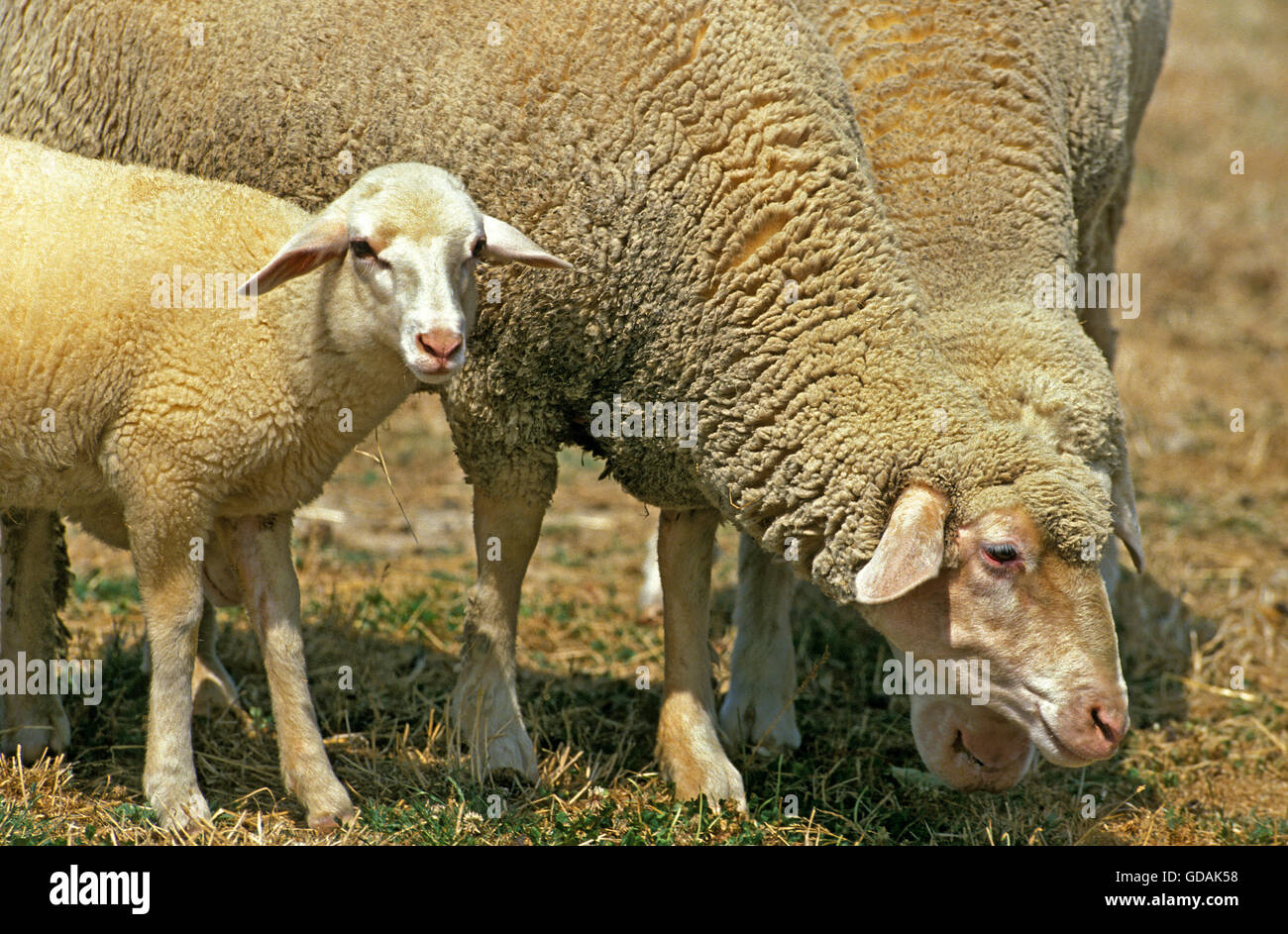 Württemberg inländische Schafe, deutsche Rasse, Ewe und Lamm Stockfoto