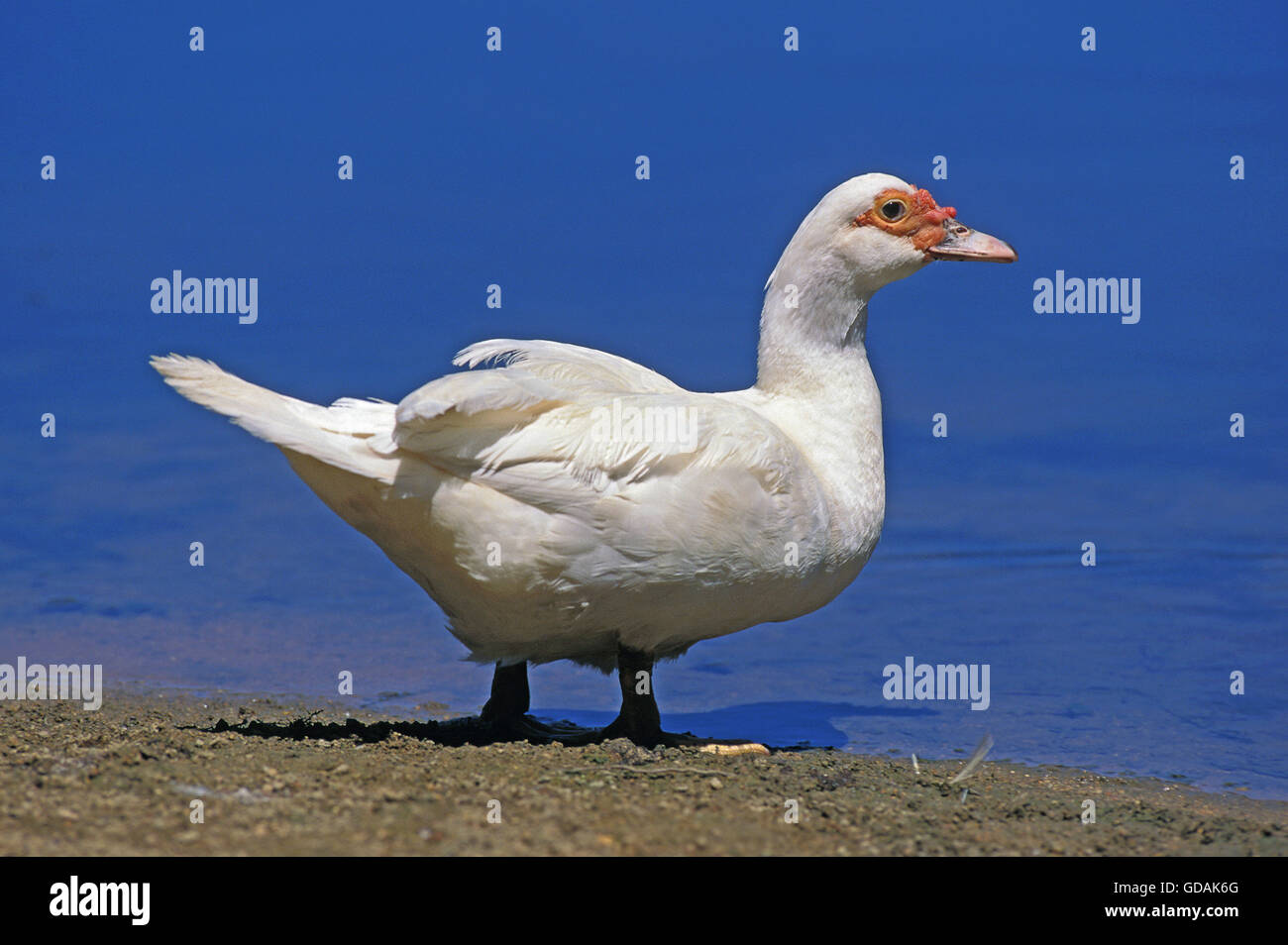 Weiße Ente in einer Farm, in Wasser Stockfoto