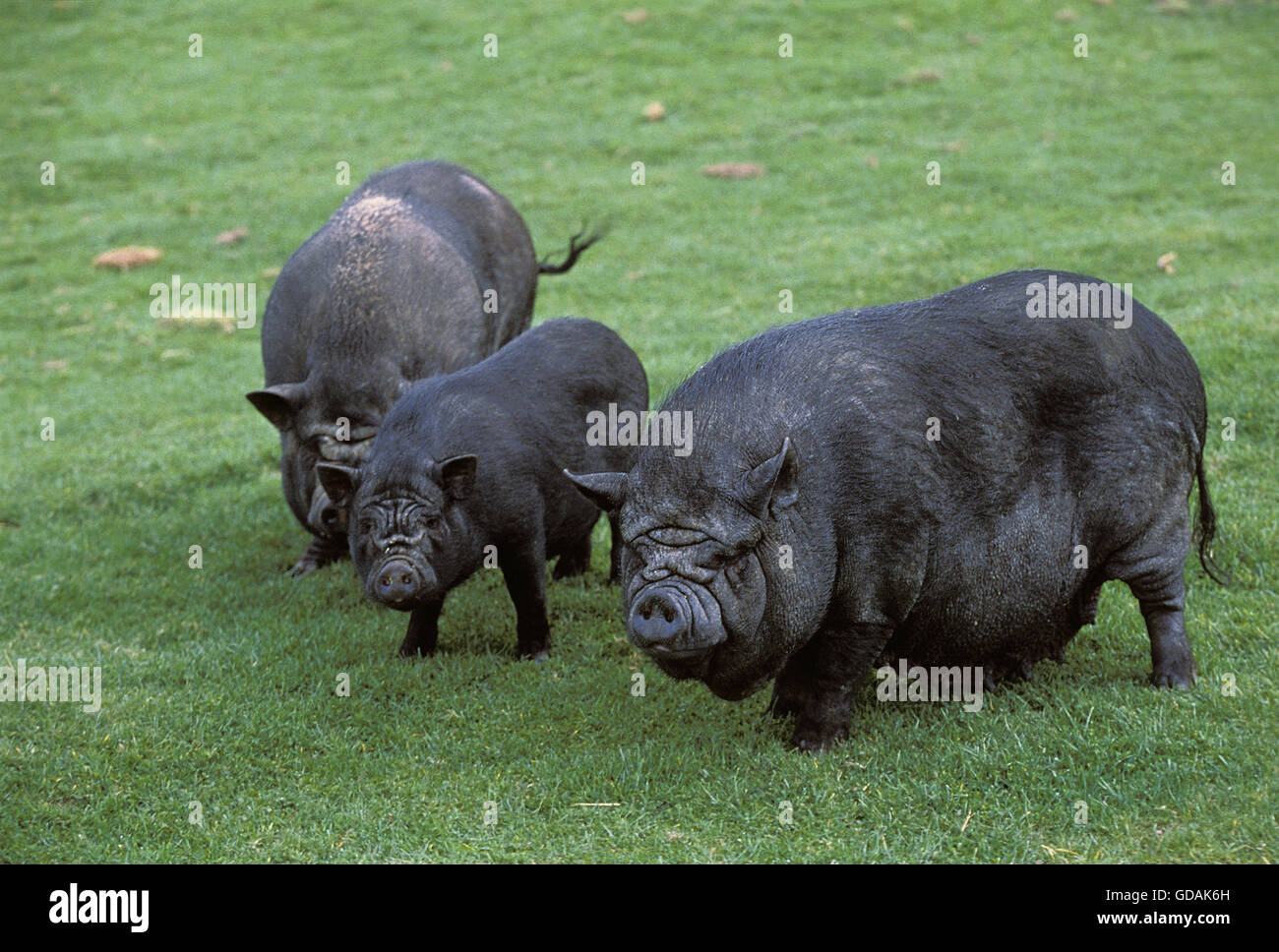 Vietnamesische Pot-Bellied Schwein, Sus Scrofa domesticus Stockfoto