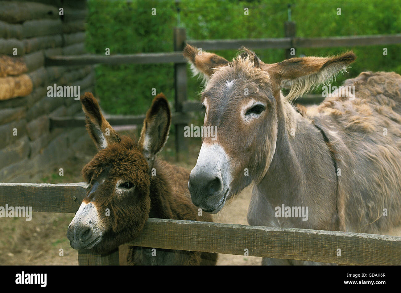 Esel und grauen Esel in einer Farm, Frankreich Stockfoto