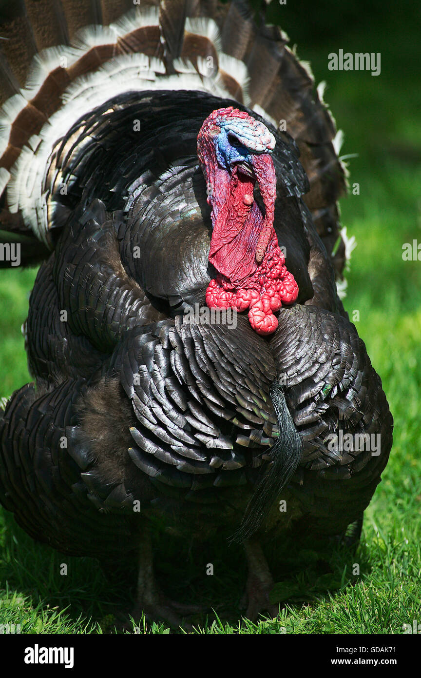Amerikanische Bronze Türkei, männlichen Schwanz aufgefächert anzeigen Stockfoto