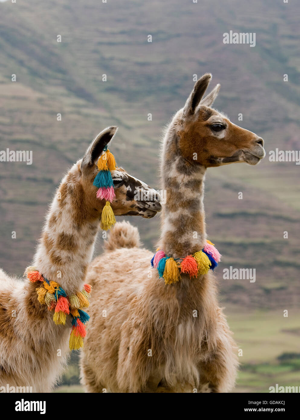 Lama, Lama Glama, Erwachsene tragen Pompons, in der Nähe von Cuzco in Peru Stockfoto