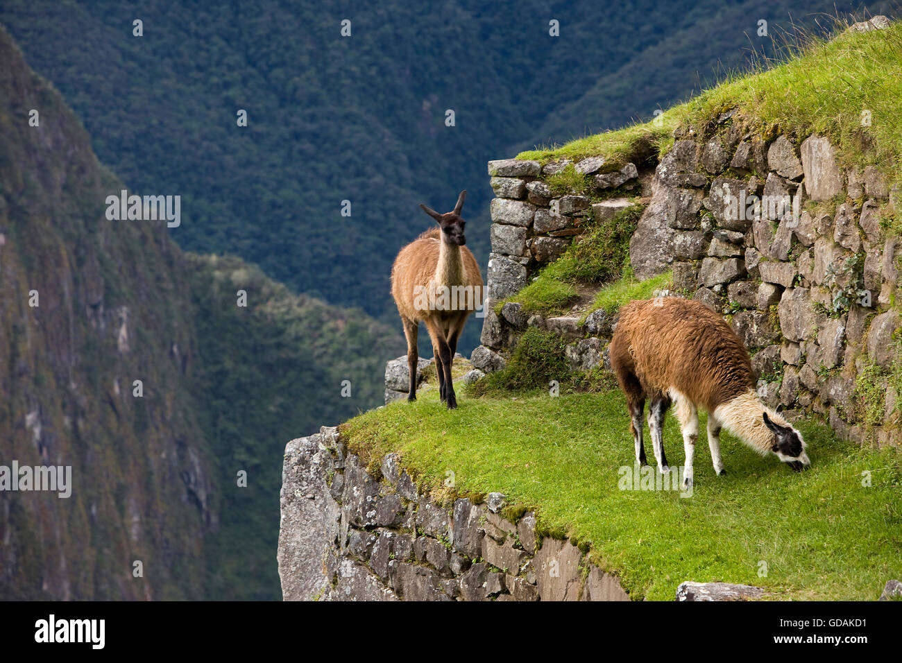 Lama, Lama Glama, Erwachsene in die verlorene Stadt der Inkas, Machu Picchu in Peru Stockfoto