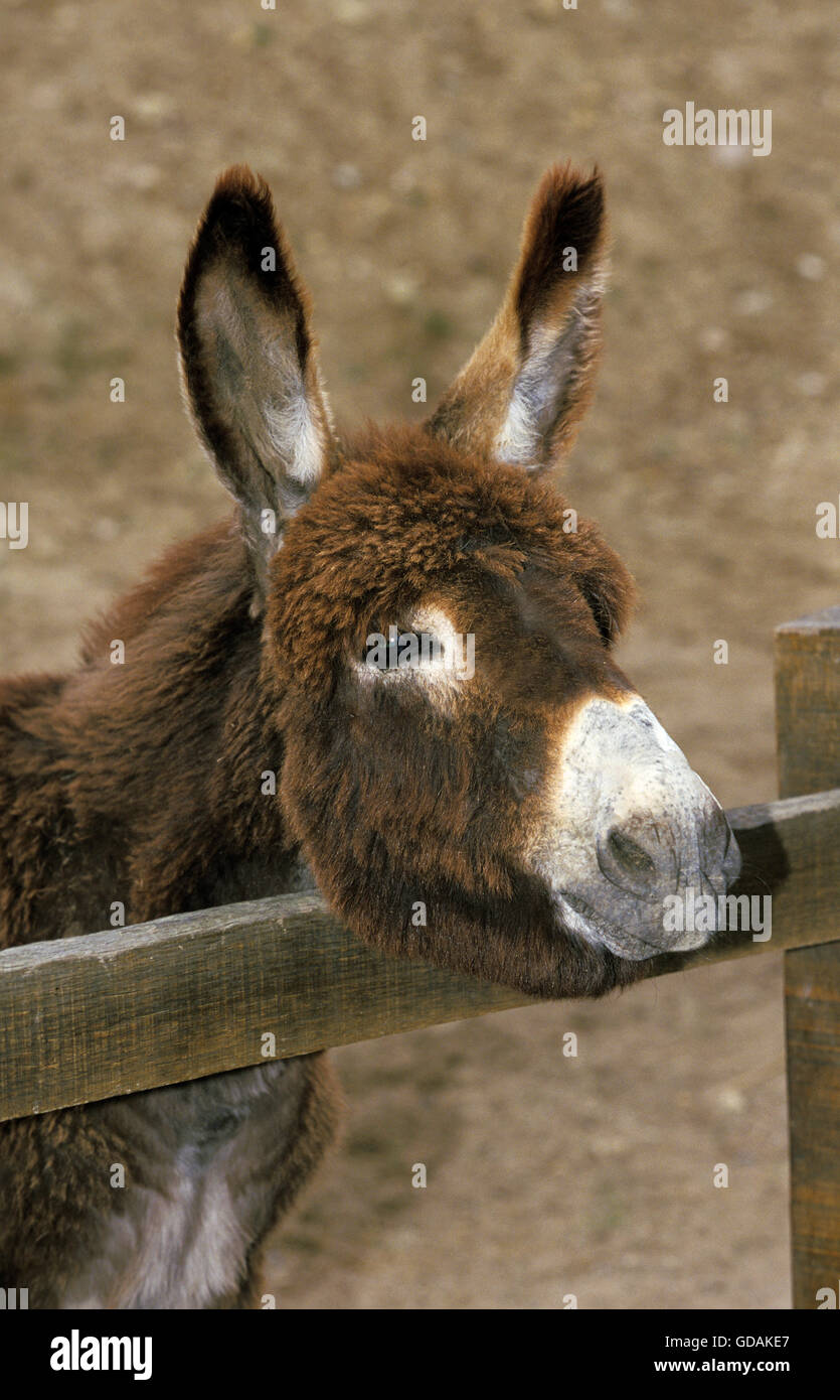 Inländische Esel, Erwachsene Stockfoto