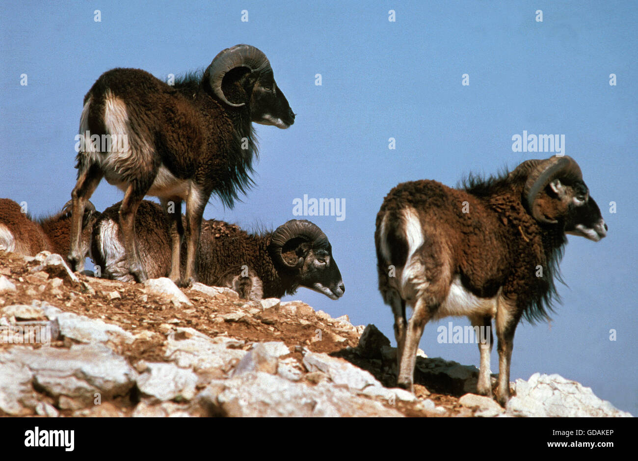 Europäischer Mufflon Schafe, Ovis Ammon Gruppe stehen auf Felsen Stockfoto