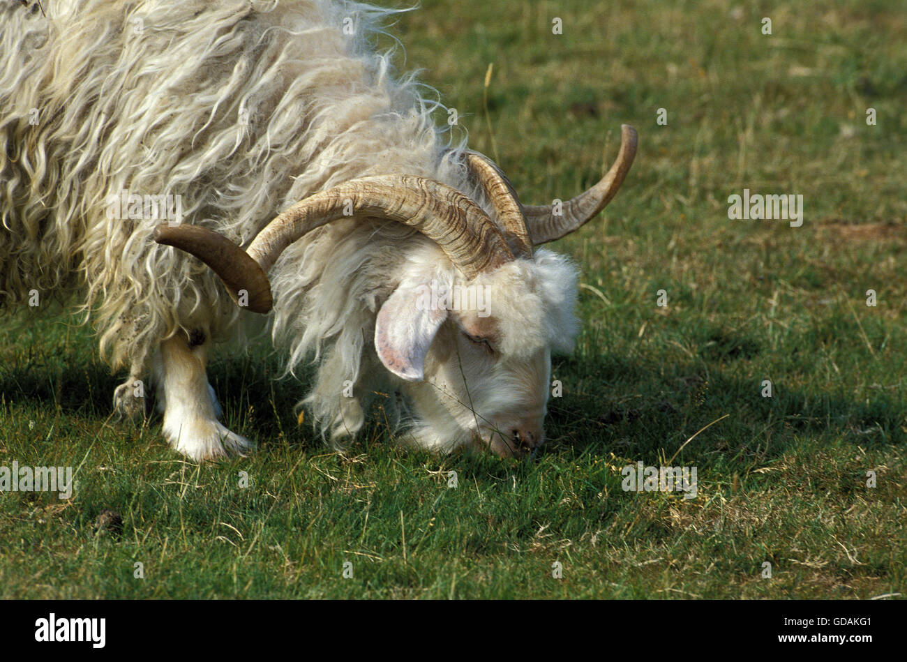Angora-Ziege, Rasse produzieren Mohairwolle, Billy Goat Stockfoto