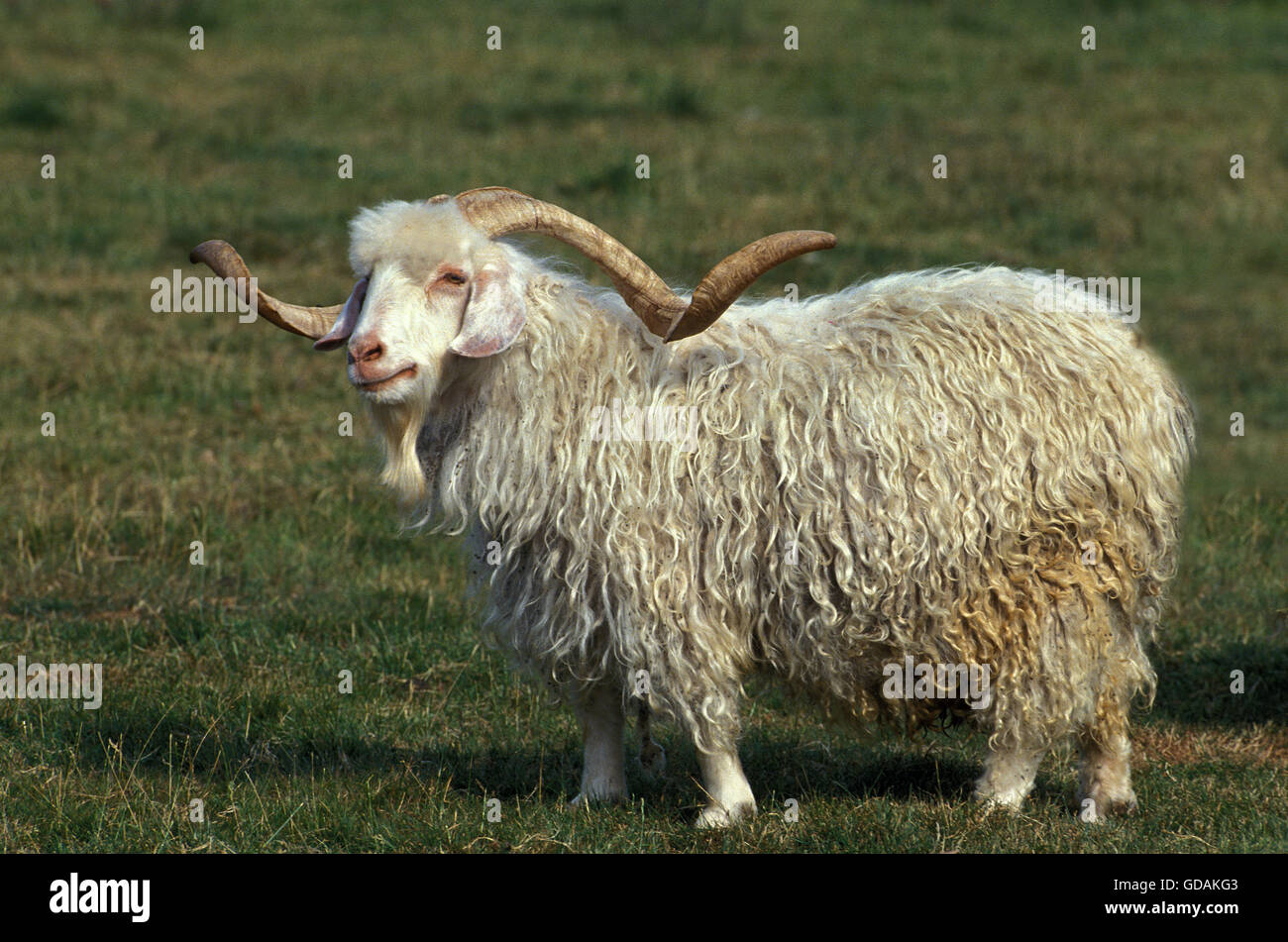 Angora-Ziege, Rasse produzieren Mohairwolle, Ziegenbock mit langen Hörnern Stockfoto