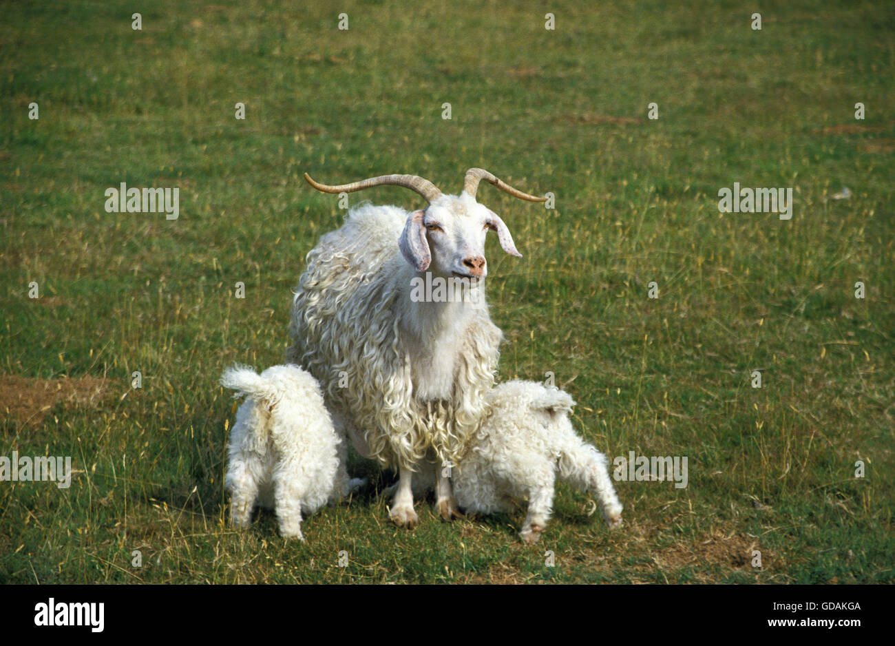 Angora-Ziege, Rasse produzieren Mohairwolle, weiblich mit Zicklein Spanferkel Stockfoto