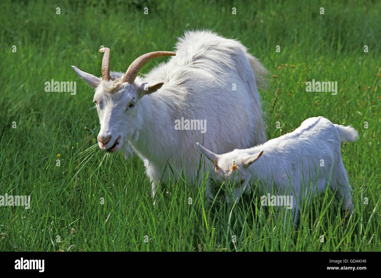 Appenzelle Ziege, Mutter und jung Stockfoto