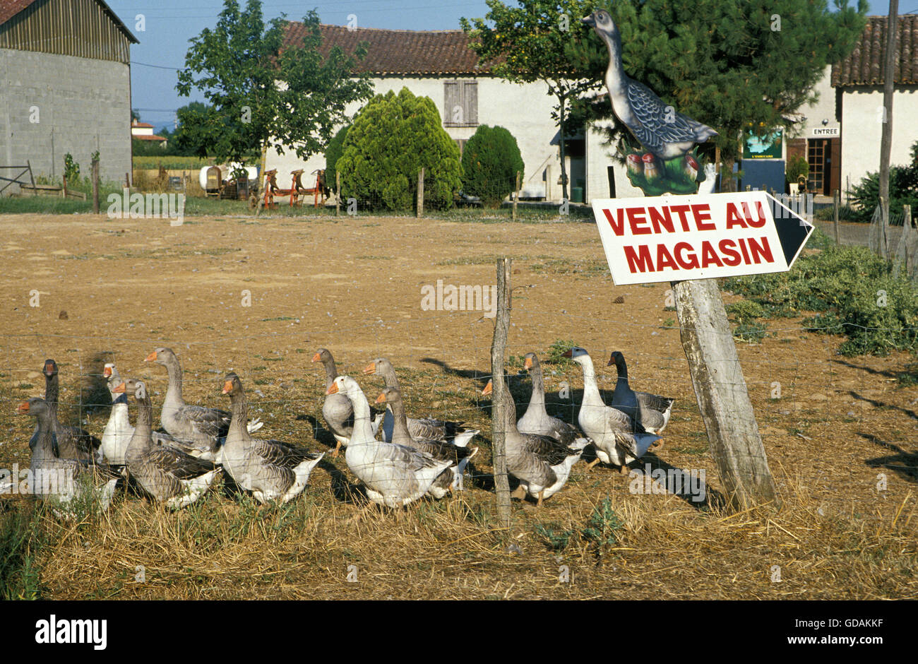 Toulouse Gans, Rasse produzieren Pate De Gänseleber in Frankreich Stockfoto