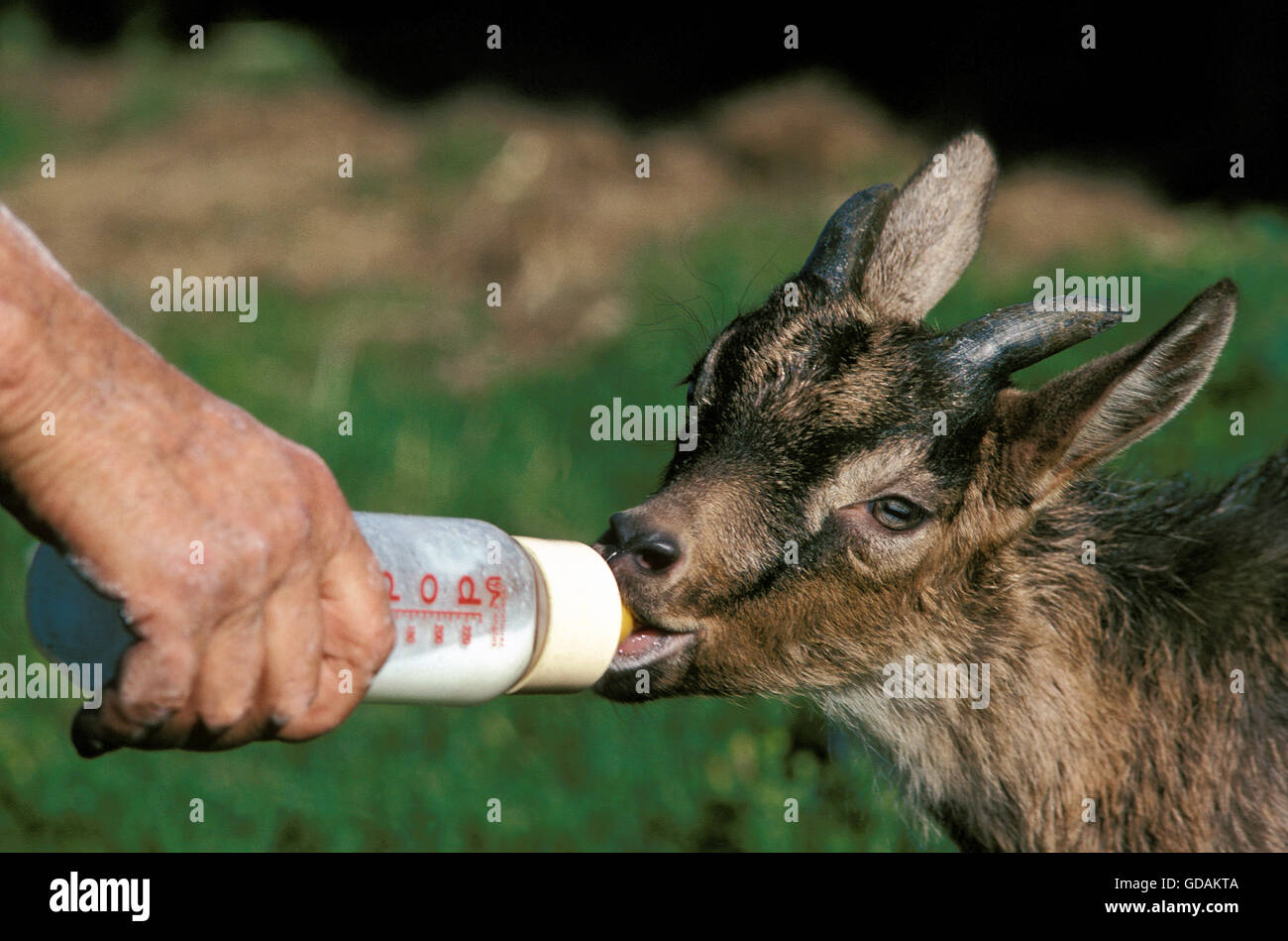 Mann mit einer Babyflasche Milchfütterung ein Zicklein Stockfoto