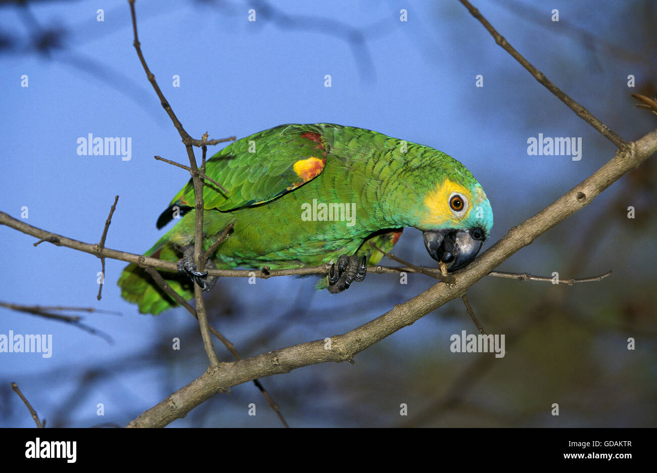 Blau-Fronted Amazon Parrot oder Turquoise-Fronted Amazon Parrot, Amazona Aestiva, Erwachsene auf Ast, Pantanal in Brasilien Stockfoto