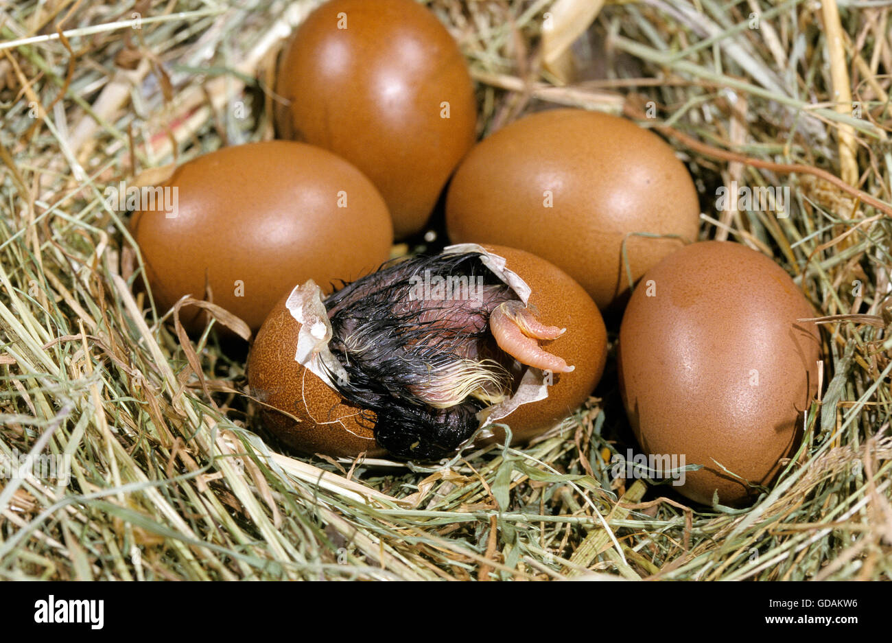 Nest mit Eiern, Haushuhn, Küken schlüpft aus Ei Stockfotografie - Alamy