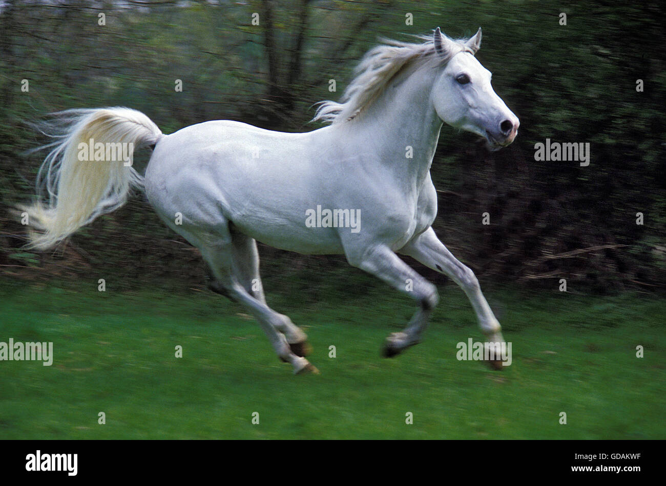 Arabische Pferd im Galopp Stockfoto