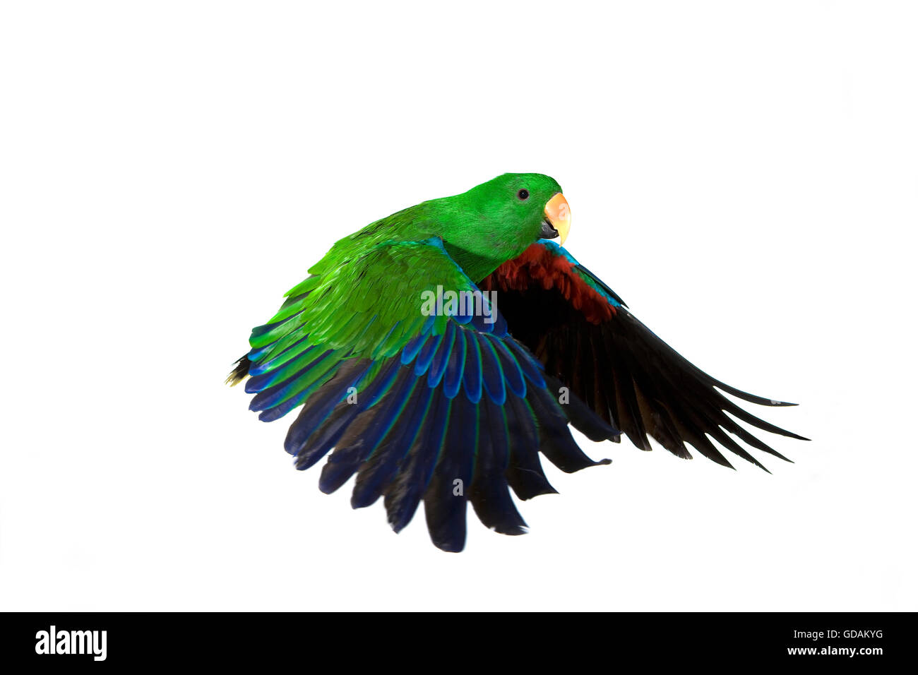 Edelpapagei, Eclectus Roratus, Männchen im Flug vor weißem Hintergrund Stockfoto