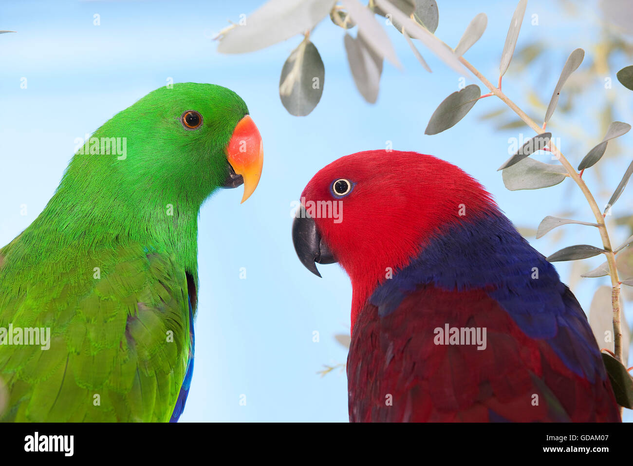 MÄNNLICHE und weibliche EDELPAPAGEI Eclectus roratus Stockfoto