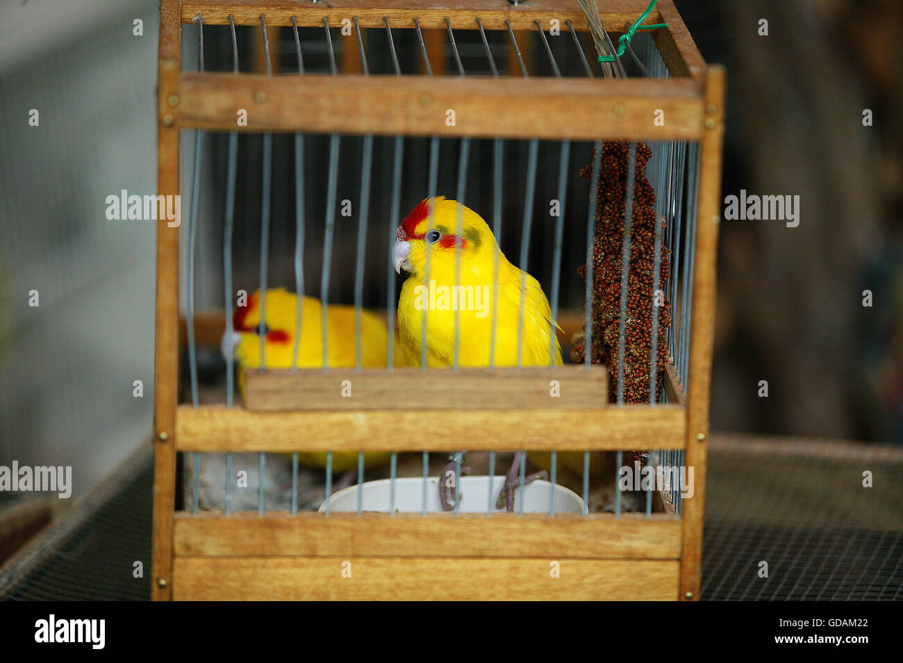 Papageien im Käfig an der Vogelmarkt, Ile De La Cité in Paris Stockfoto