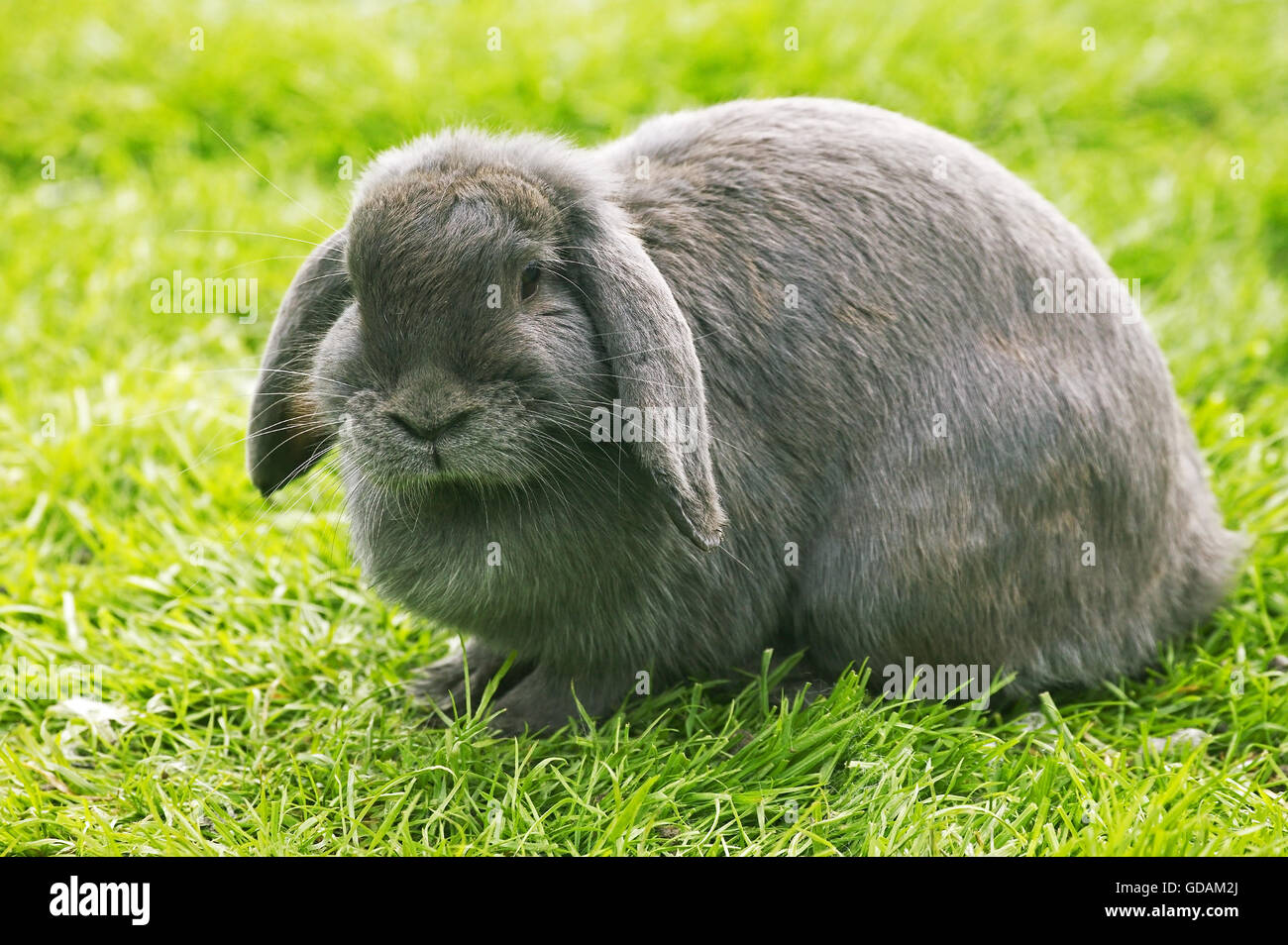 Französische hängeohrigen Kaninchen, Erwachsene auf Rasen Stockfoto