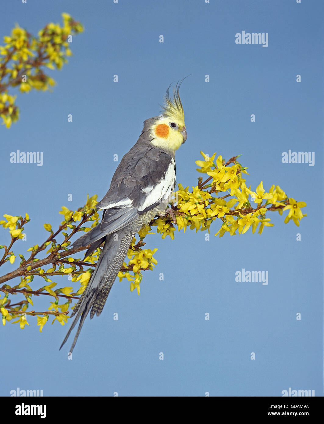 NYMPHENSITTICH Nymphicus hollandicus Stockfoto