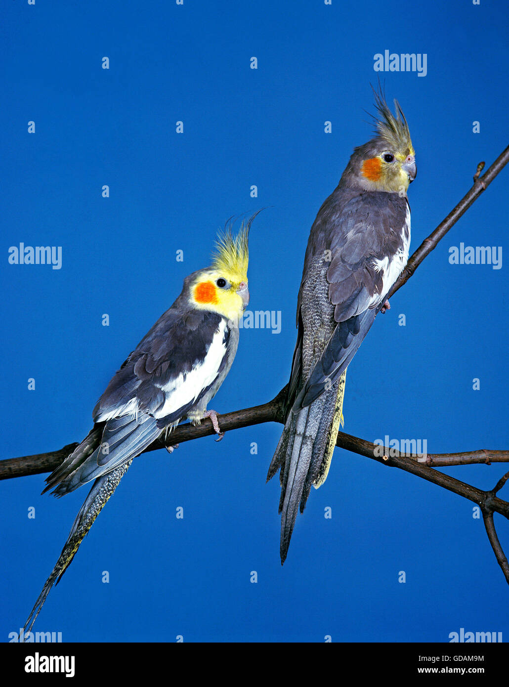 Nymphensittich, Nymphicus Hollandicus, Erwachsene auf AST gegen blauen Himmel Stockfoto