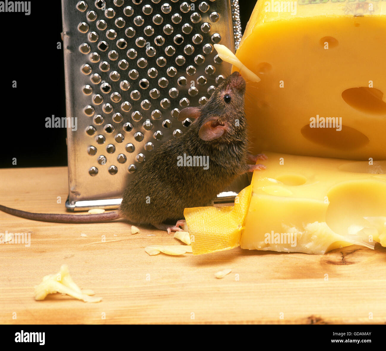 Hausmaus, Mus Musculus, Erwachsenen essen Käse Stockfoto