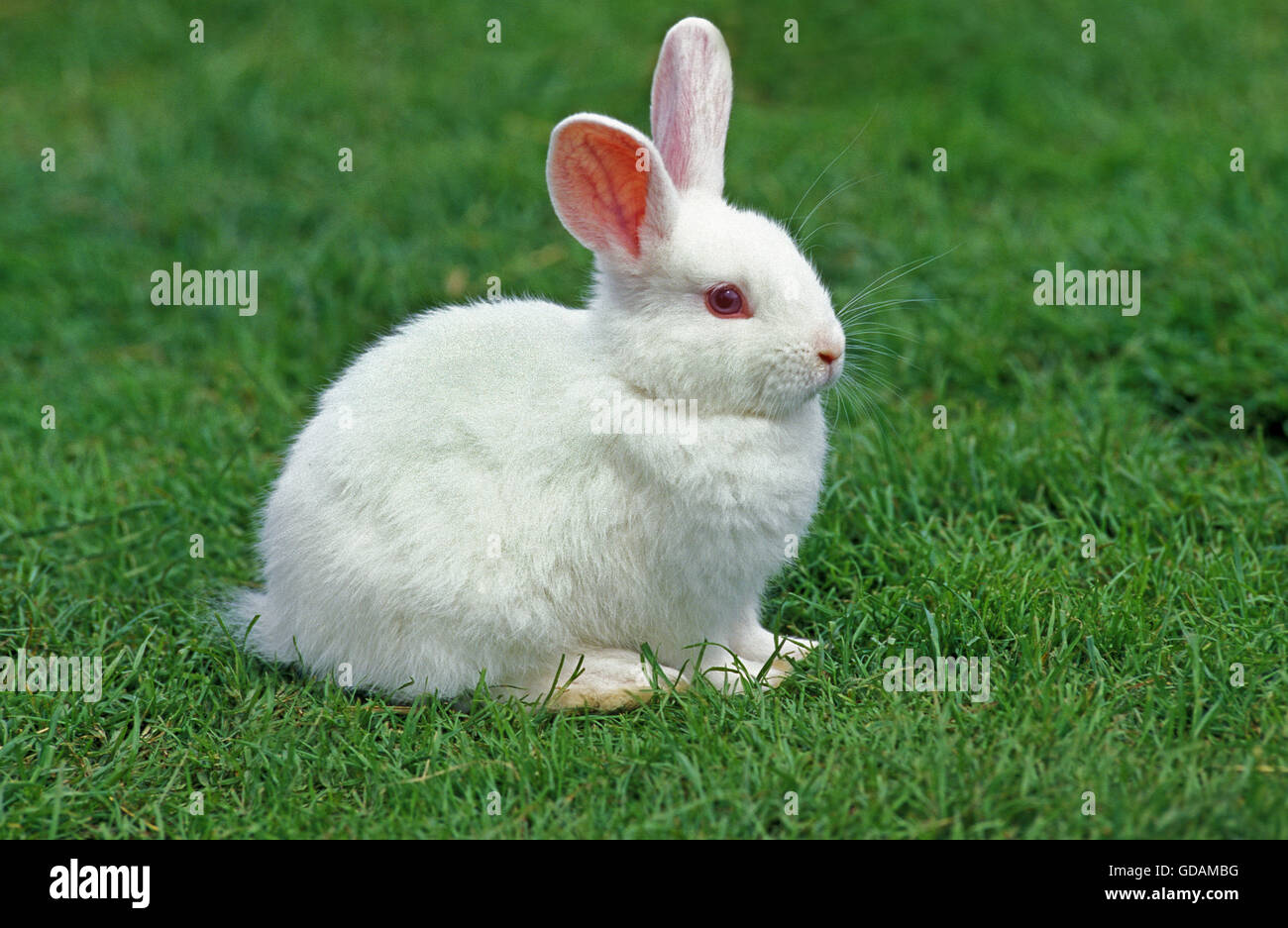 Albino Dwarft Kaninchen auf dem Rasen Stockfoto