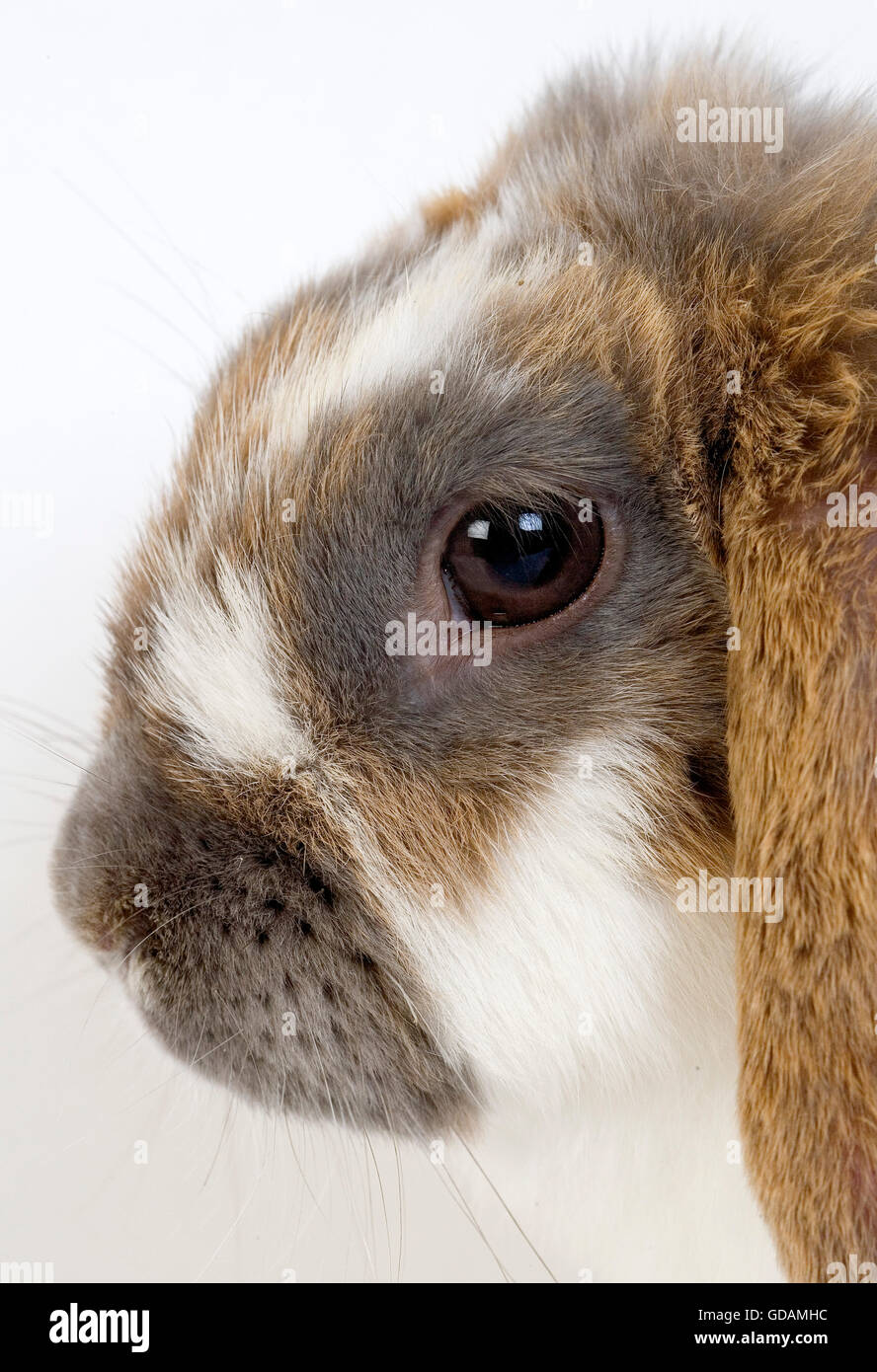 TRICOLOR HÄNGEOHRIGEN KANINCHEN, ERWACHSENEN VOR WEIßEM HINTERGRUND Stockfoto