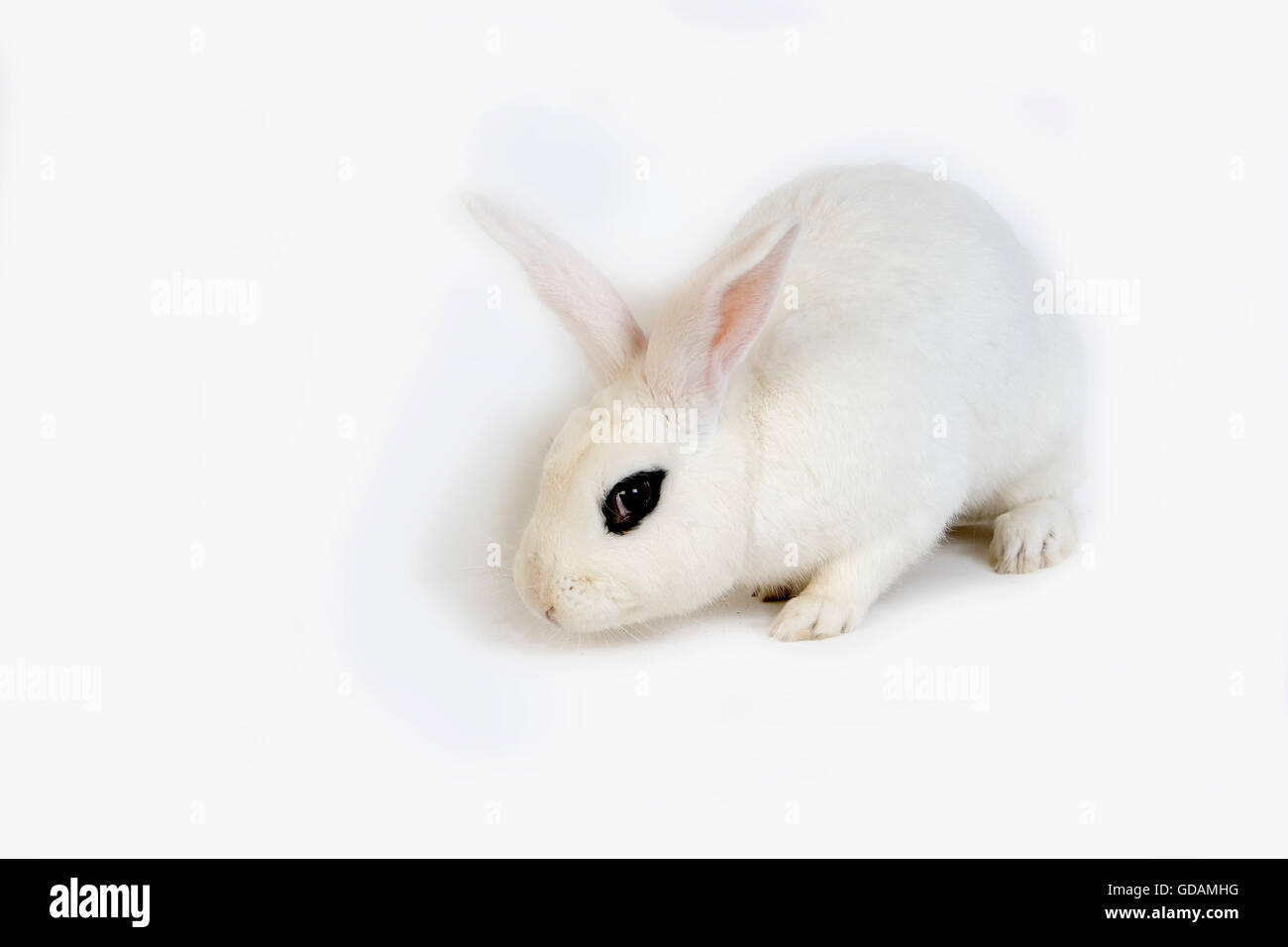 Hotot Inland Rabit vor weißem Hintergrund, Rasse aus der Normandie Stockfoto