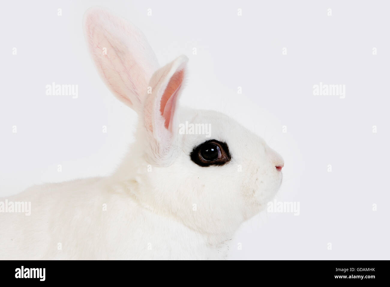 HOTOT KANINCHEN, EINE FRANZÖSISCHE RASSE AUS DER NORMANDIE Stockfoto