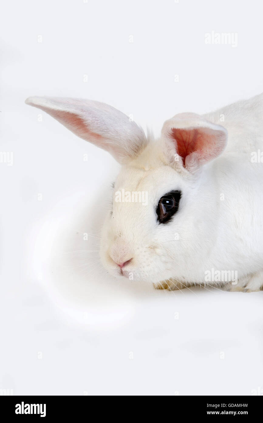 HOTOT KANINCHEN, EINE RASSE AUS DER NORMANDIE Stockfoto