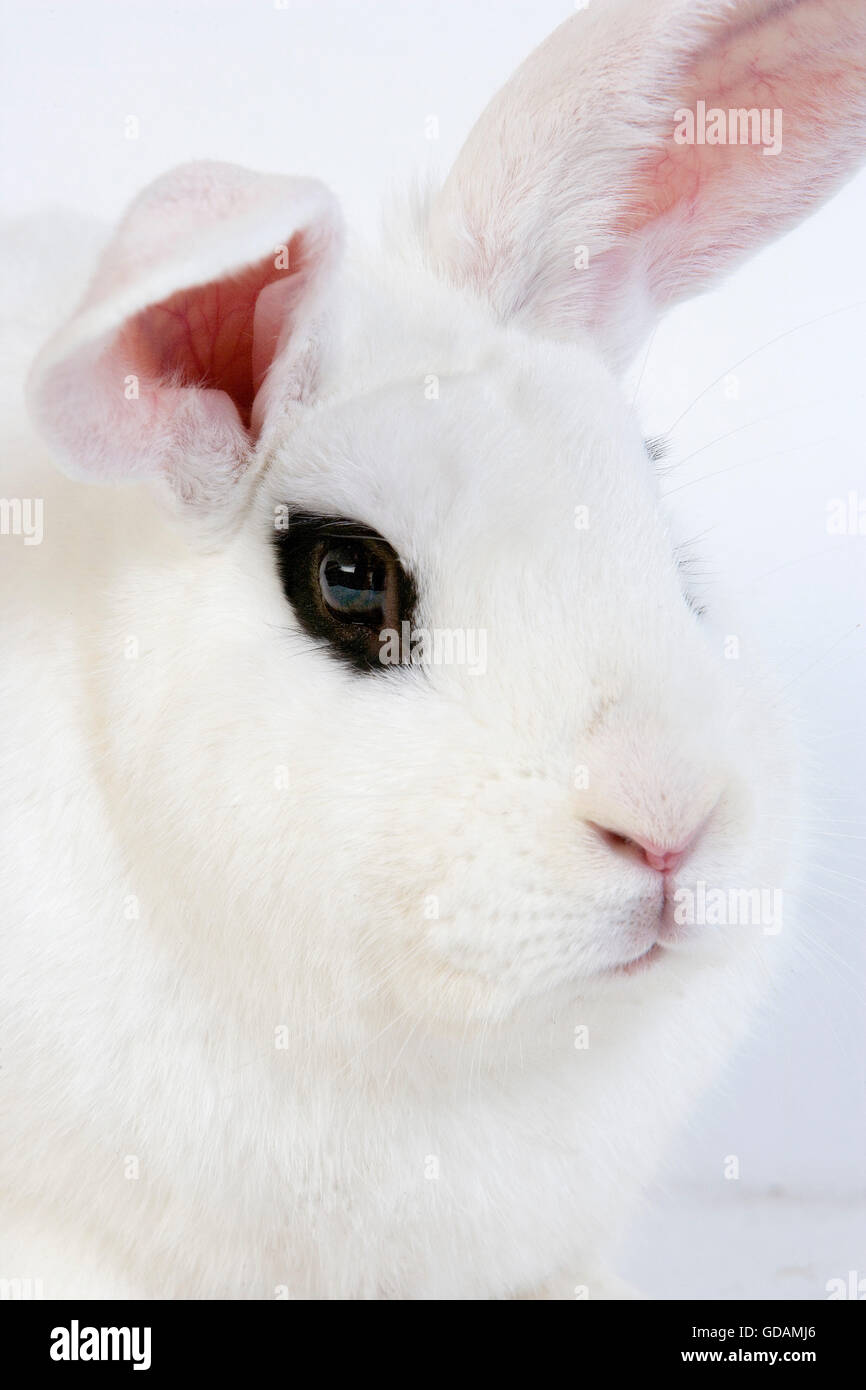 Hotot Inland Rabit vor weißem Hintergrund, Rasse aus der Normandie Stockfoto