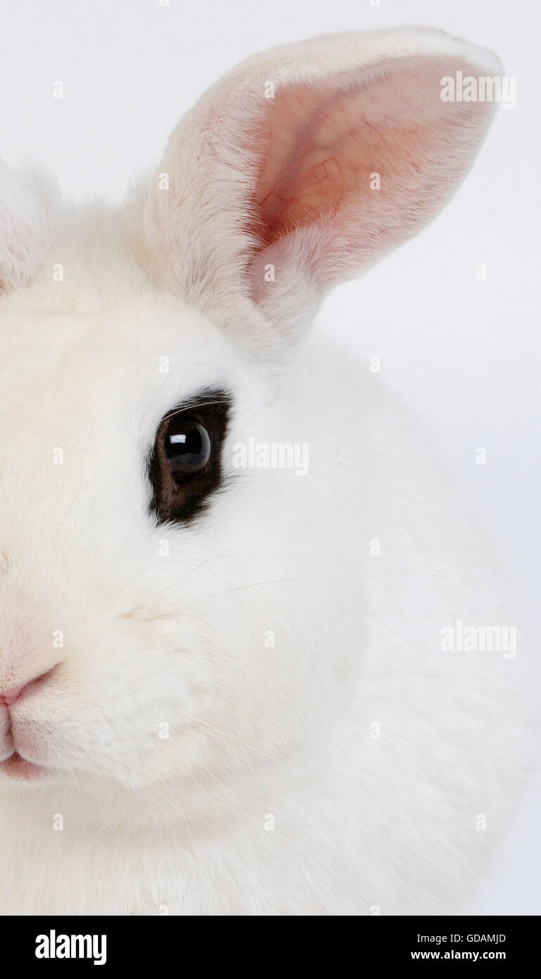 HOTOT KANINCHEN AUS DER NORMANDIE IN FRANKREICH Stockfoto