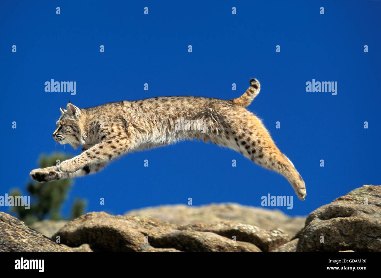 ROTLUCHS Lynx Rufus, Erwachsene springen auf Felsen, Kanada Stockfoto