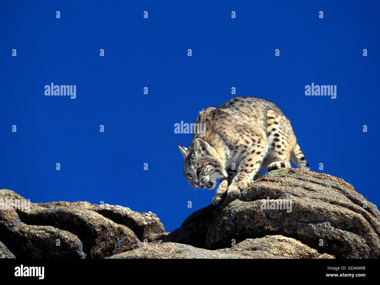 ROTLUCHS Lynx Rufus, Erwachsene auf Felsen, Kanada Stockfoto