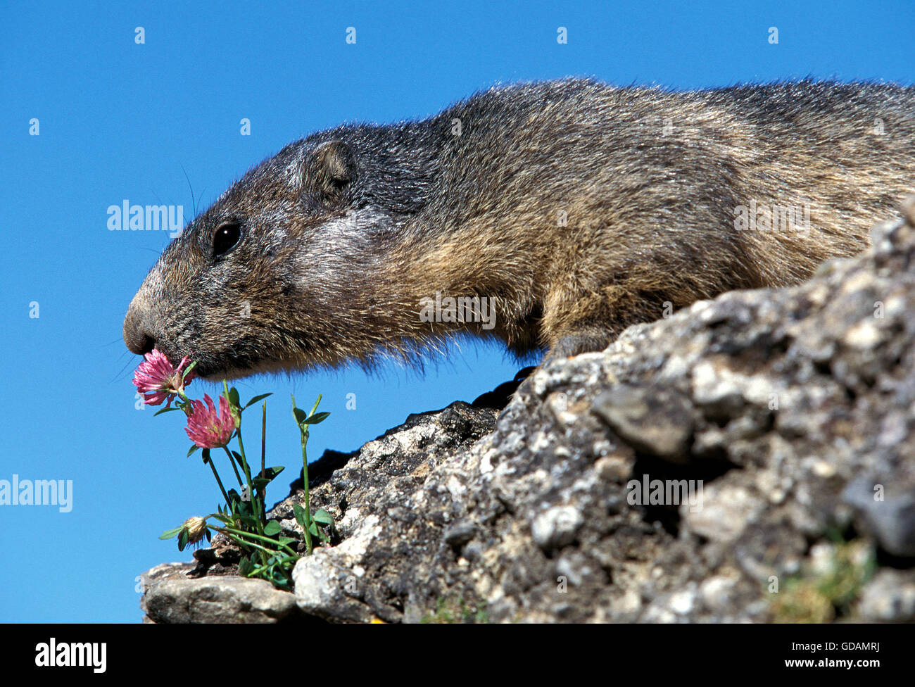 ALPINE MARMOT Marmota Marmota, Erwachsene RIECHENDE Blume Stockfoto