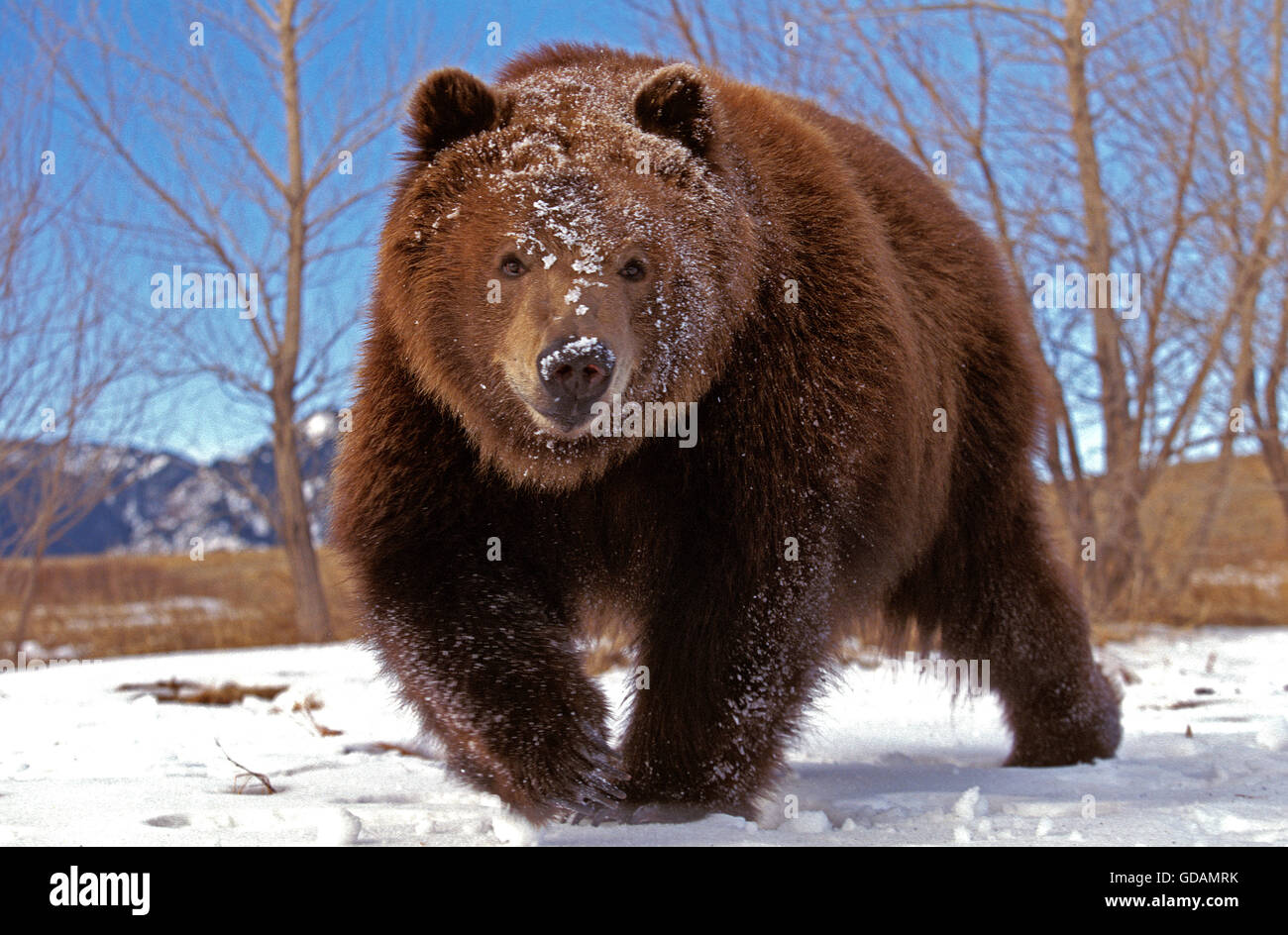 Kodiak bear winter Fotos und Bildmaterial in hoher Auflösung Alamy