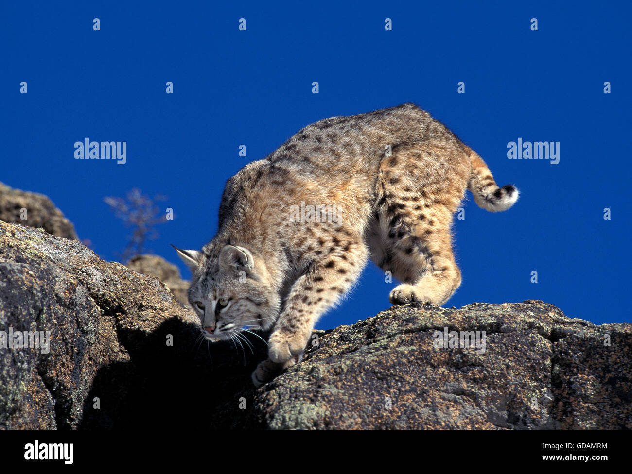 Bobcat, Lynx Rufus, Erwachsene auf Felsen, Kanada Stockfoto