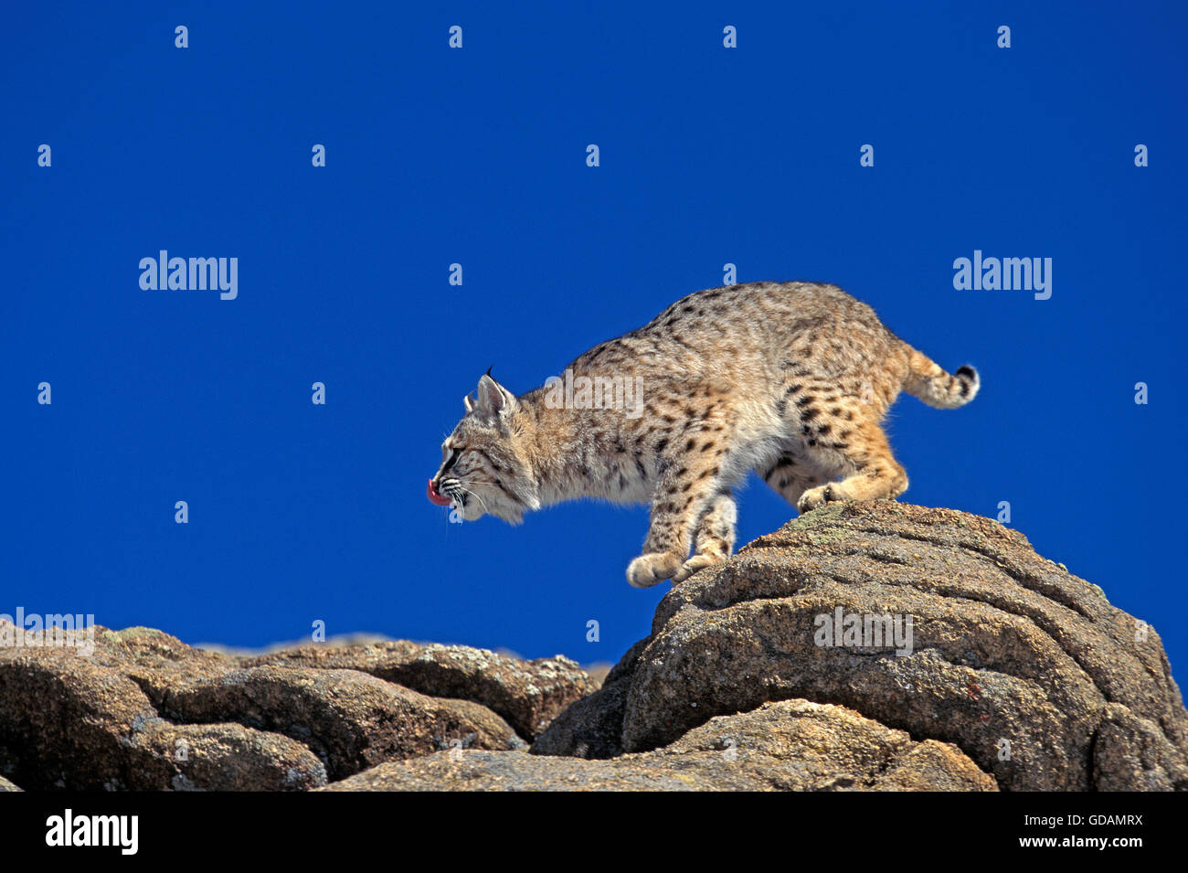 Bobcat, Lynx Rufus, Erwachsene auf Felsen, Kanada Stockfoto