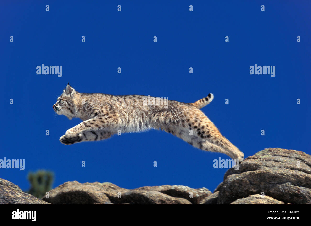 Bobcat, Lynx Rufus, Erwachsene springen von Felsen, Kanada Stockfoto