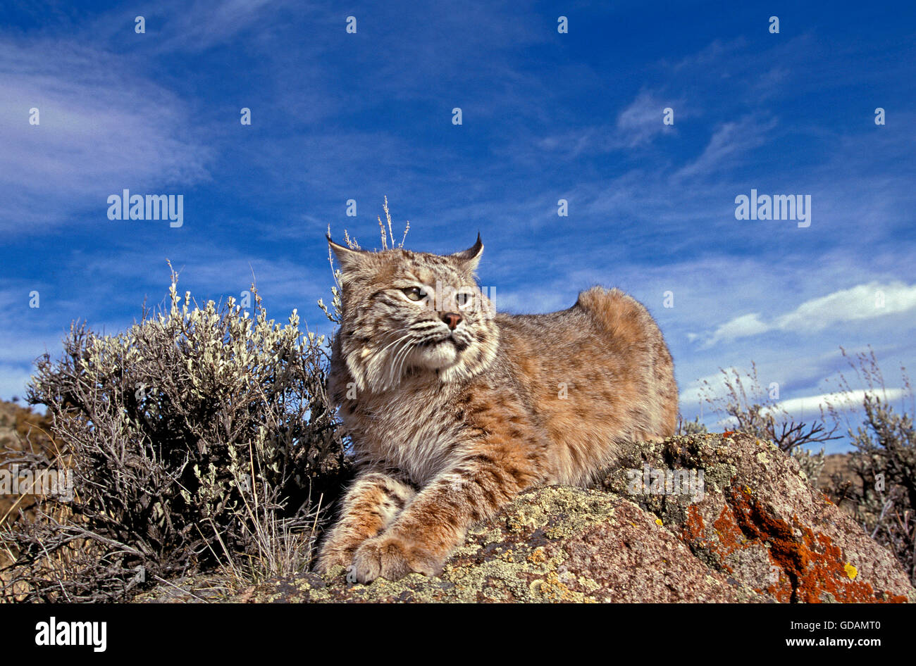 Bobcat, Lynx Rufus, Erwachsene Verlegung auf Felsen, Kanada Stockfoto