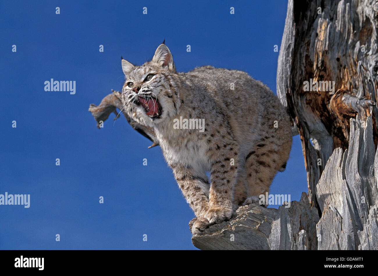 Bobcat, Lynx Rufus, Erwachsene Gähnen, Kanada Stockfoto